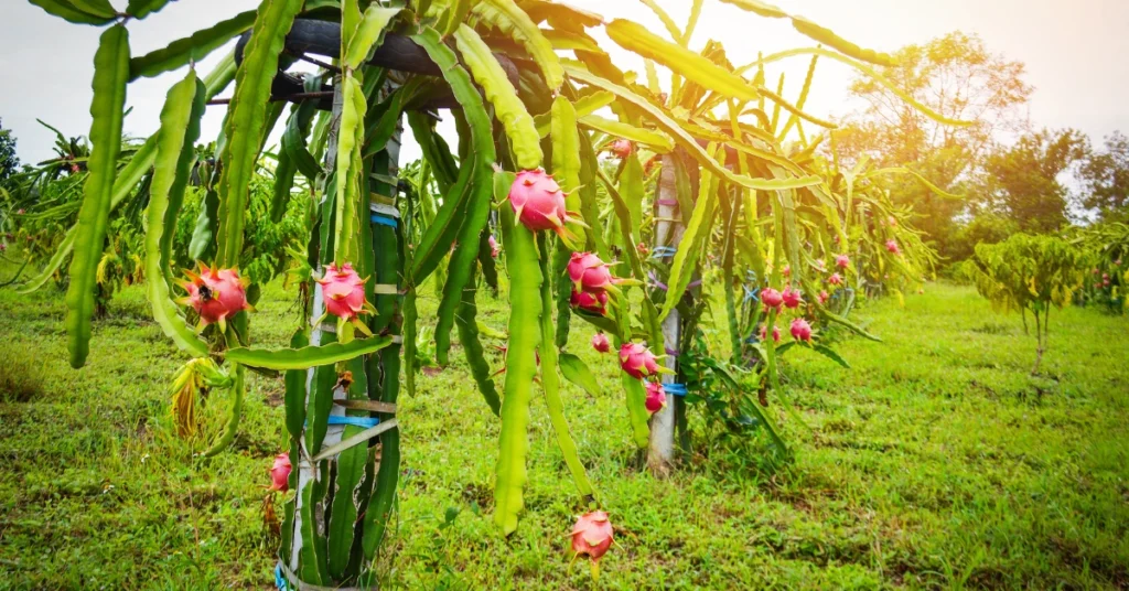 Dragon Fruit Good for Diabetes
