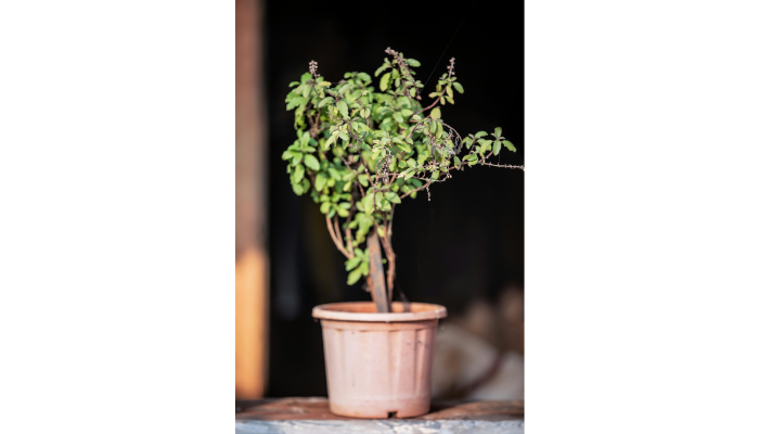 Tulsi Leaves For Diabetes Control