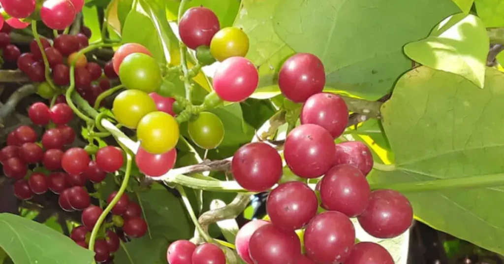 Giloy The Ultimate Immunity Booster in Ayurveda