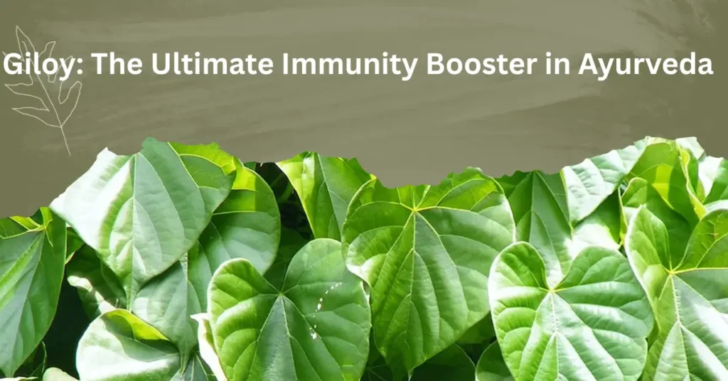 Giloy The Ultimate Immunity Booster in Ayurveda