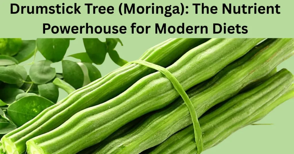 Drumstick: Tree Moringa