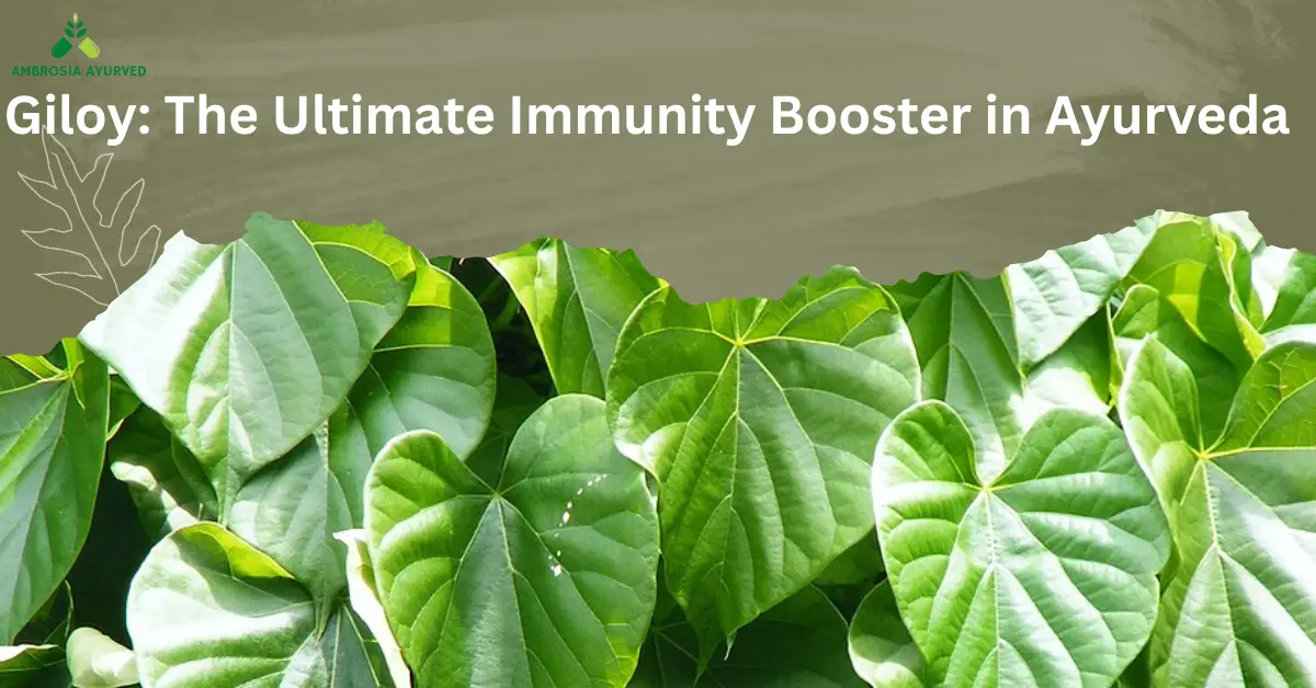 Giloy: The Ultimate Ancient Immunity Booster in Ayurveda