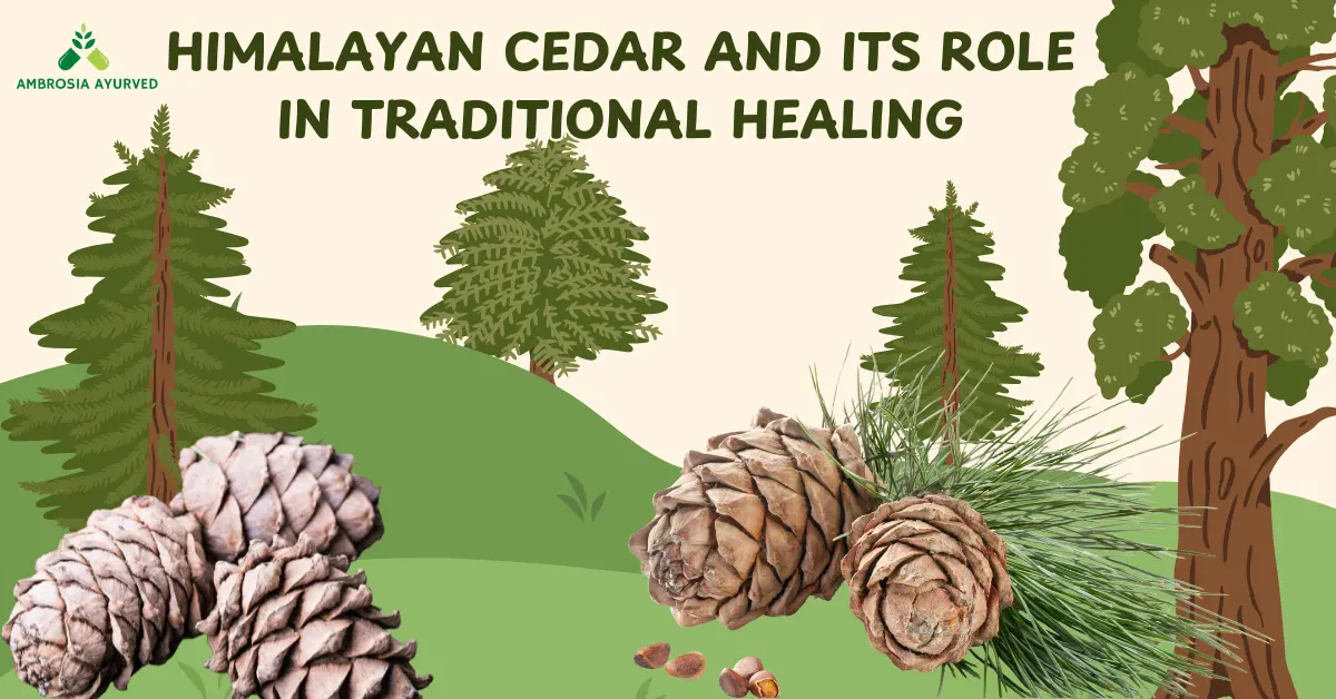 Devdaru Benefits for Diabetes: How Deodar Is Used in Traditional Healing