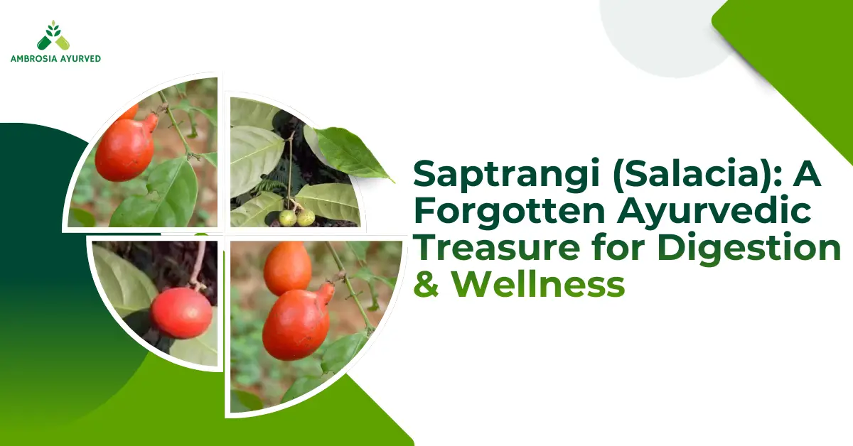 Saptarangi Benefits for Diabetes: How Saptrangi (Salacia) Supports Digestion and Wellness